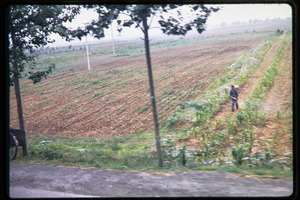 Newly planted fields as seen from the bus window