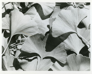 Fallen gingko leaves