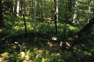 High elevation site for Paper Birch Biomass and Productivity study (NSF-URP) in the old Danforth Mountain Farm.