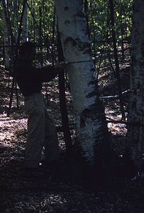 Diameter at Breast Height of a paper birch being measured in the White Birch Study Area.