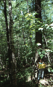 Birch Strips - White Birch Regeneration Study - White Birch Study Area. Strip Treatment Plot 1.5A. Portrait orientation.