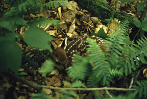 Whitetail deer fawn hiding in Christmas ferns (Polystichum acrostichoides).