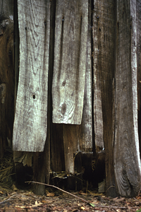 Barn board siding of the Moon Barn in the Moon Lot / Primmer Farm.