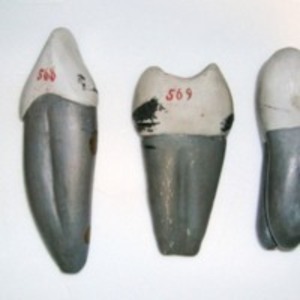 Wooden models of teeth