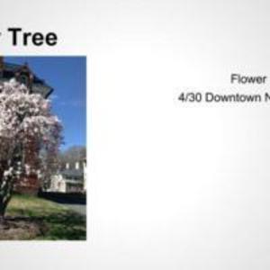 Flower Tree