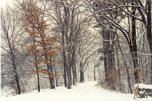 Middlesex Fells in white