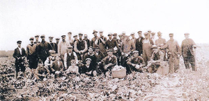 Neighbor helping neighbor in harvesting turnip crop of Art Nickerson who was very ill