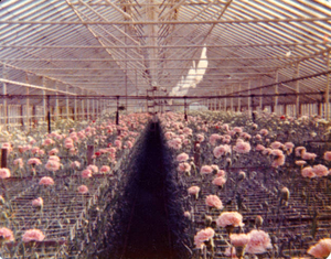 'Julie' carnations, named after the grower Sigfrid Olson's granddaughter, Julie Penny Olson