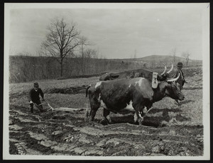 Ploughing Groundnut Hill, Mt. Agamenticus, York, Maine