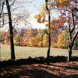 Stone wall and trees in fall, Codman House, Lincoln, Mass.