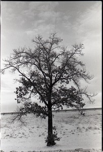 Tree in the snow outside JFK airport