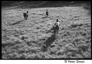 Dogs running through the fields, Montague Farm Commune