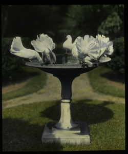 Garden (white fan tailed doves in bird bath)