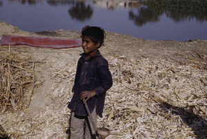 Young boy among sugarcane threshings