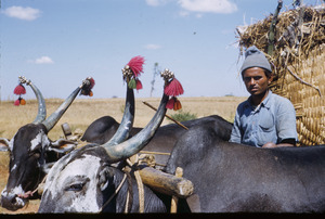 Oxen with decorations on their horns