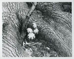Maple seedling at tree base
