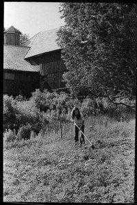 Hoeing in the garden near the barn, Montague Farm commune