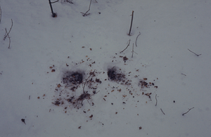 Squirrel diggings through snow in the Talmadge Lot.