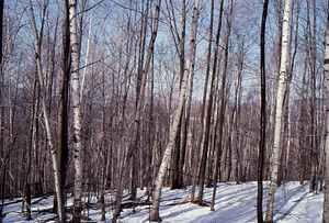 Birch Strips - White Birch Regeneration Study - White Birch Study Area. Isolation Strip 1.5 tree survey. 3.