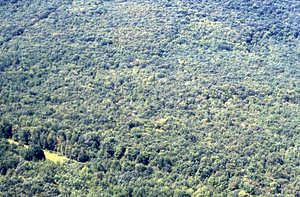 Aerial color image of eastern toe of Taconic Range near permanent plot 1217 and "Simond's Crossing" at bend in Old Petersburg Road.