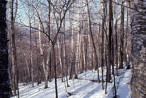 Birch Strips - White Birch Regeneration Study - White Birch Study Area. Isolation Strip 1.5 tree survey. 4.