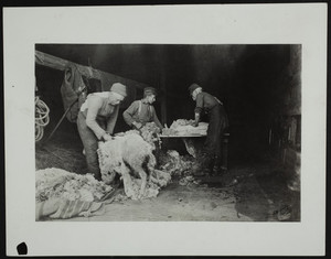 Farm workers shearing sheep in a barn, Cape Neddick, York, Maine, undated