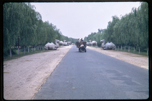 Visit to the Ming Tombs: view down road, lined with sculptures of dromedaries