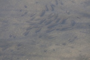 Fish teeming in the water, Wellfleet Bay Wildlife Sanctuary