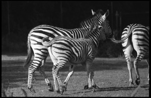Three-month old zebra and mother at the Roger Williams Park Zoo