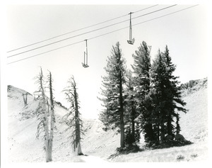 Ski lifts over trees