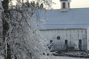 Ashfield (?) barn, decked out with a Christmas wreath, seen through ice-covered trees