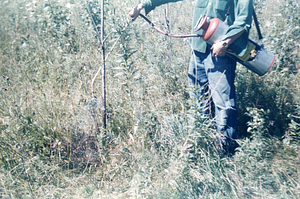 Applying Basal Spray of 2,4-D and 2,4,5-T herbicides in Oil.
