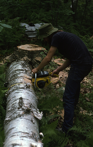 Lee Kauppila ('76 UMass) sectioning a paper birch tree as part of NSF-URP paper birch biomass and productivity study.