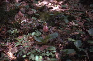 Pink Lady-slipper on hillslope of the Taconics.