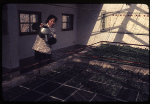 Plats of vegetables being watered by woman