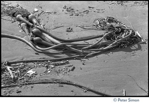 Bullwhip or bladder kelp (Nereocytis luetkeana) washed up on the beach