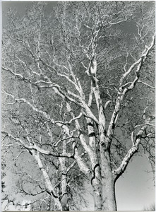 Sycamores on South Pleasant Street