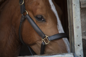 Three County Fairground: roan horse in a stall