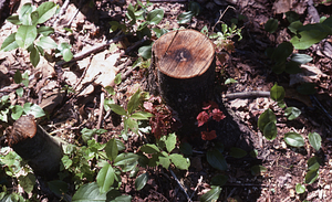 NSF-URP Coppice Woodlot Study. Red maple stump.