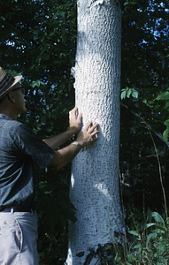 Frank Cunningham inspecting a blue birch tree trunk.