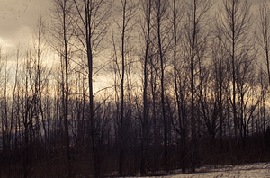 Poplar Planting 1950 NE GP-08-50.