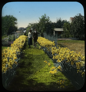 Path between rows of yellow bearded iris