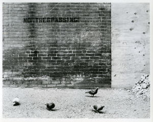 "No Trespassing" and pigeons