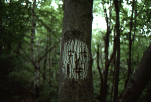 Last day of Permanent Plot Survey III. Taconic Crest Trail tree with face carved into trail blaze.