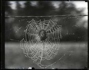 Spider web