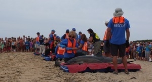 International Fund for Animal Welfare volunteers care for stranded dolphins lying on cushions near the water, with crowd looking on