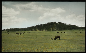 Buffalo So. Dakota (grazing buffalo)