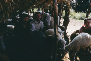Closeup of Bačilo sheep milking