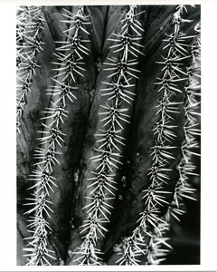 Vertical lines of spines