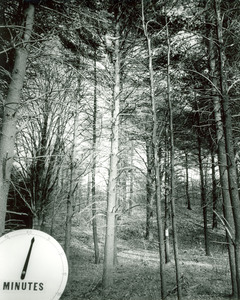 Forestry and Wildlife Management - Pruning trees